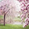 Magnolia Tree Trimming -Jackson